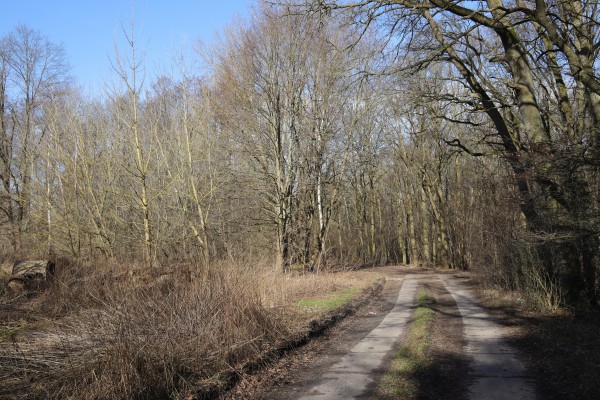 Waldweg