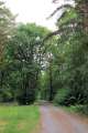 Waldweg