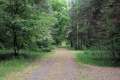 Waldweg