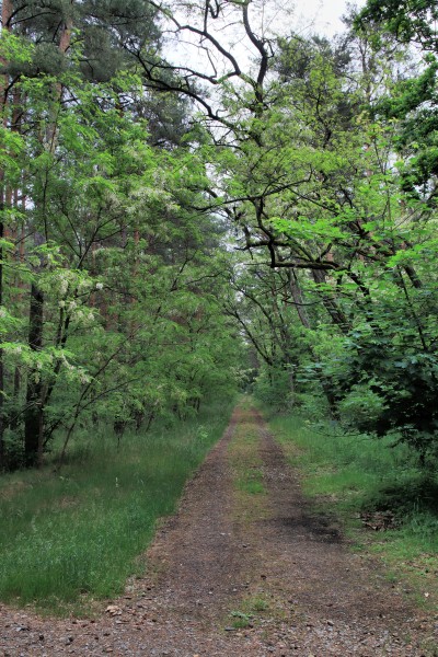 Waldweg