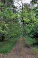 Waldweg