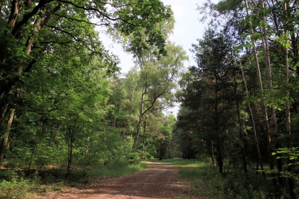 Waldweg