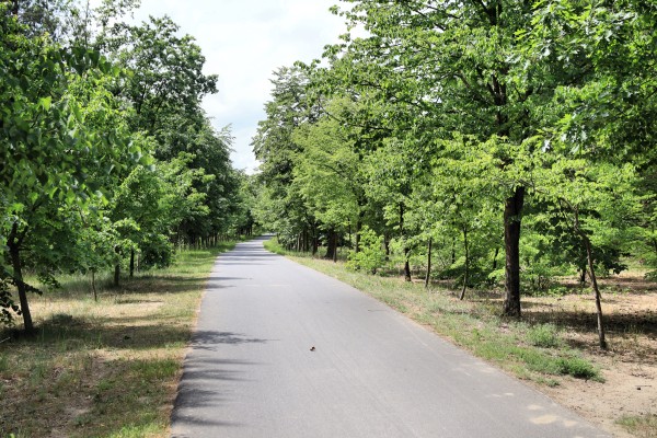 Waldjugendweg