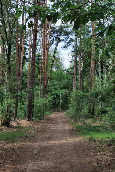 Waldweg