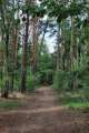 Waldweg