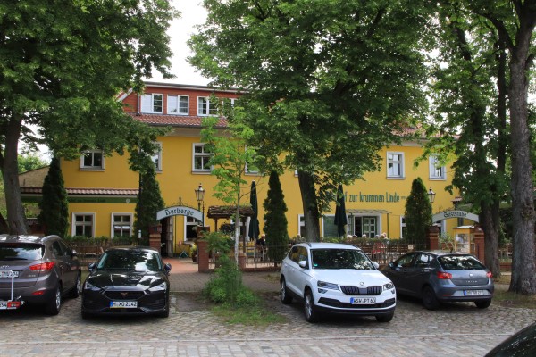 Krumme Linde