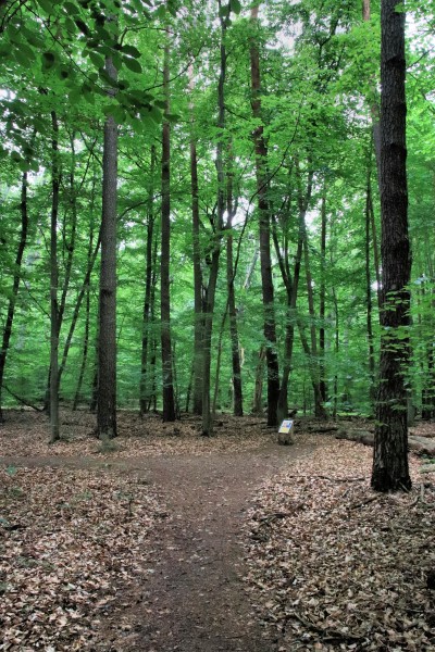 Waldweg