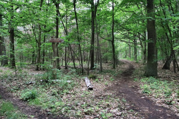 Waldweg