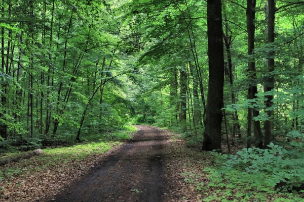 Waldweg
