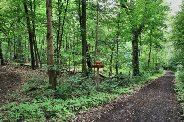 Waldweg