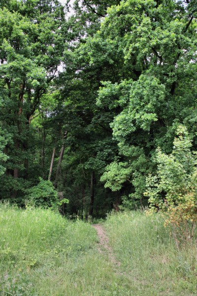 Waldweg
