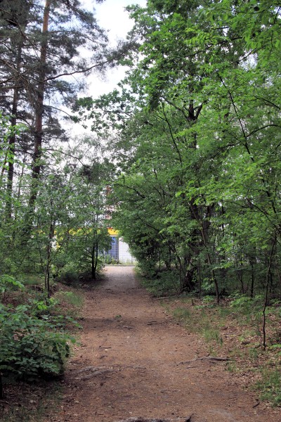 Waldweg