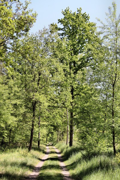 Am Ruppiner Kanal