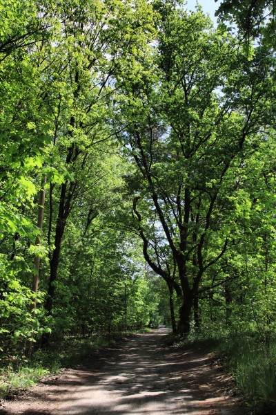 Am Ruppiner Kanal
