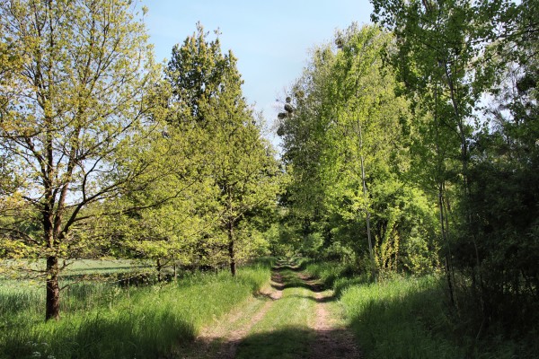 Am Ruppiner Kanal