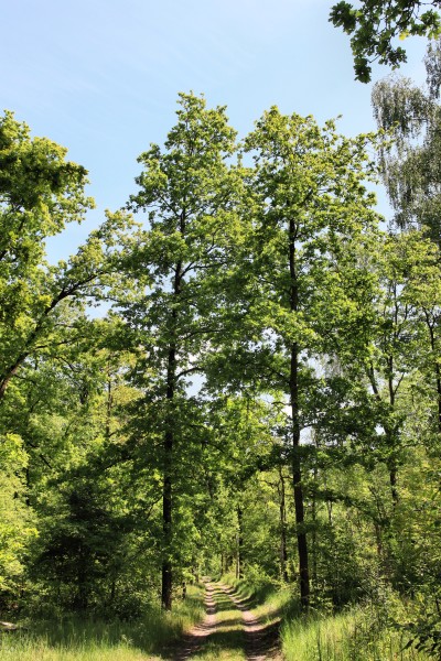 Am Ruppiner Kanal