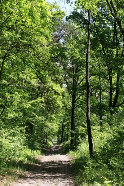 Am Ruppiner Kanal