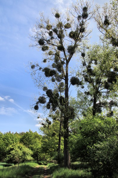 Mistelbaum
