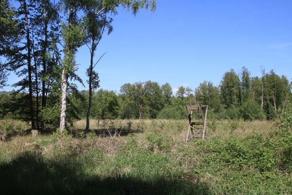 Lichtung