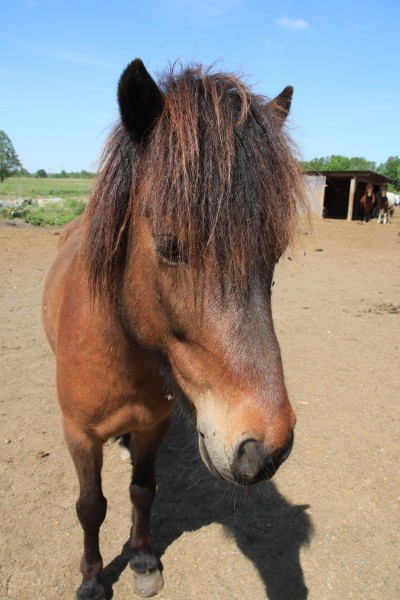 Pferd