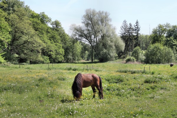 Pferdeweide