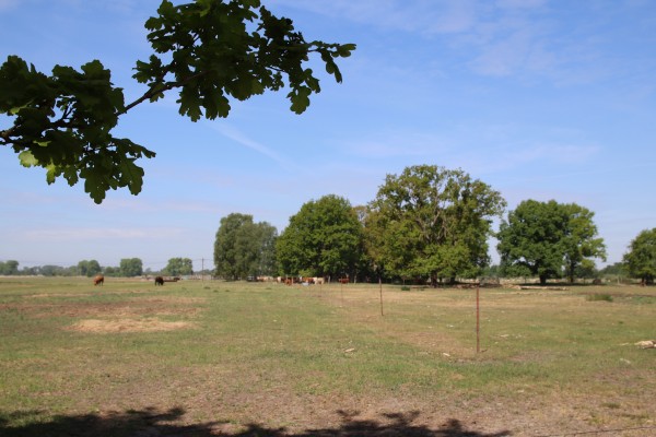 Rinderweide