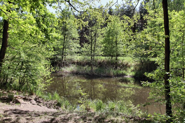 Ruppiner Kanal