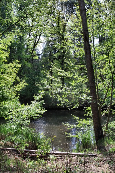 Ruppiner Kanal