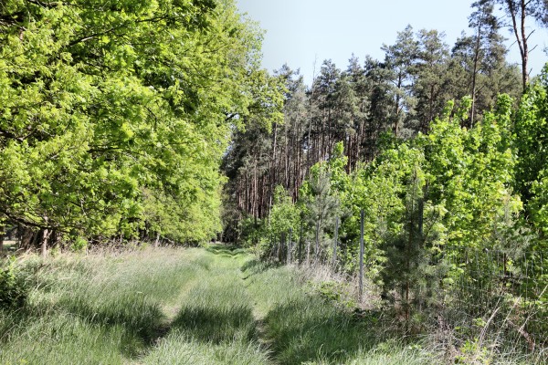 Waldweg