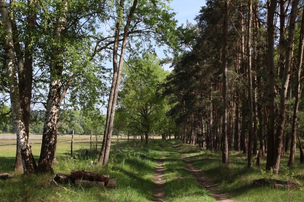 Waldweg