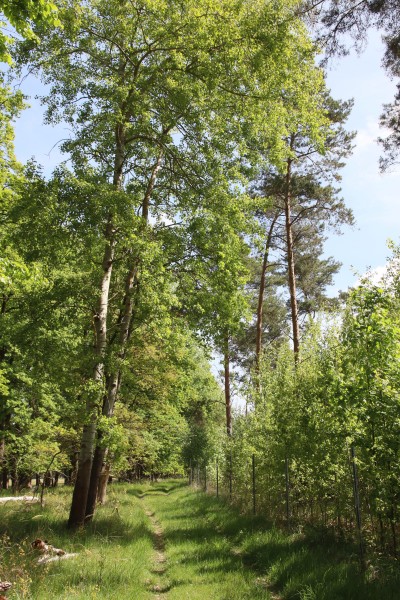 Waldweg