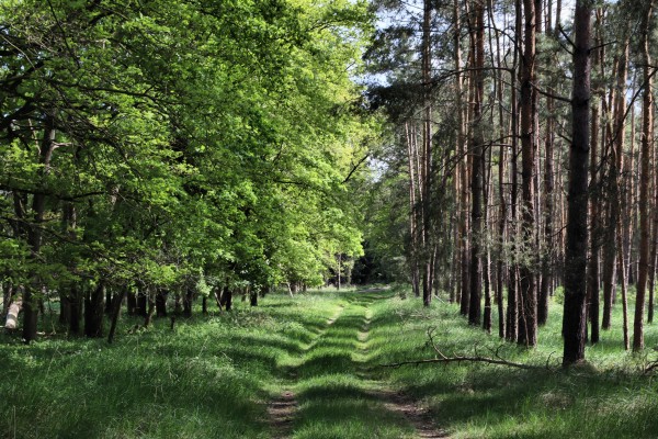 Waldweg
