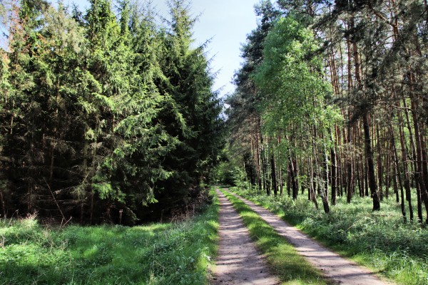 Waldweg