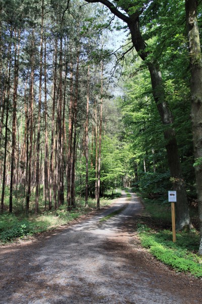 Waldweg