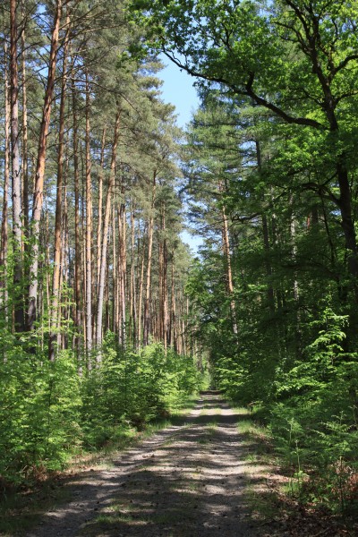 Waldweg