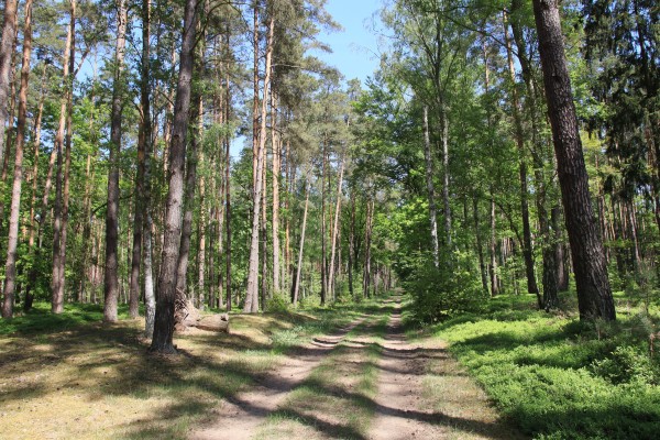 Waldweg