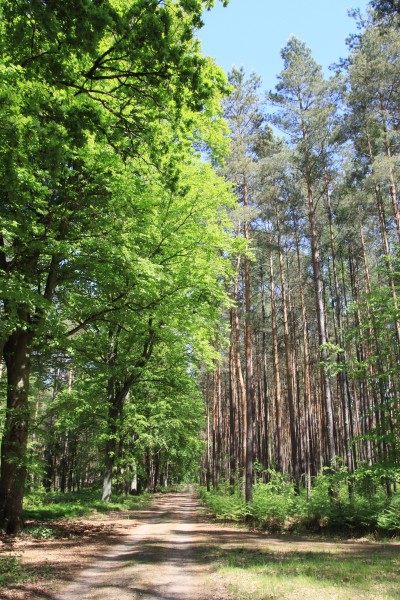 Waldweg