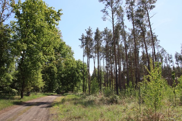 Waldweg