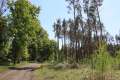 Waldweg