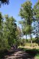 Waldweg