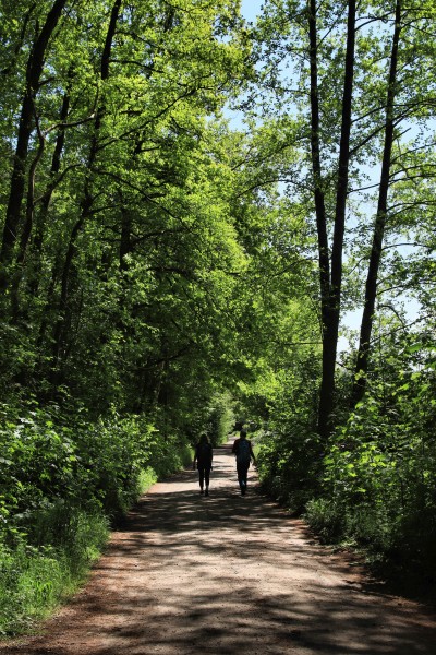 Waldweg