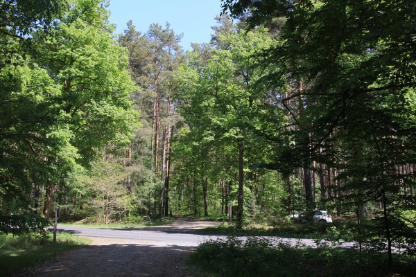 Waldweg