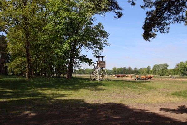 Waldweg