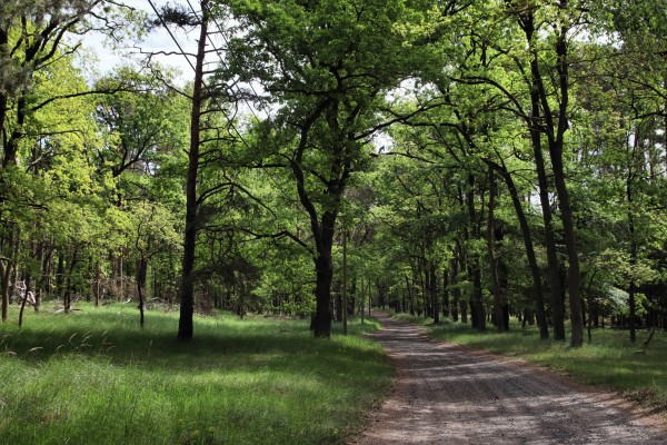 Verlorenorter Weg