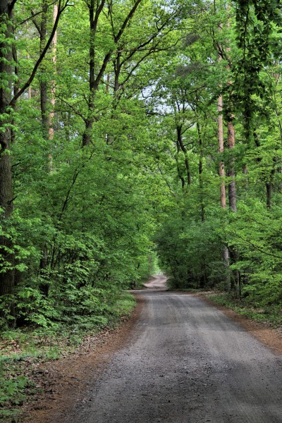 Waldweg