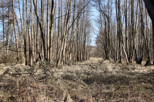 Bruchwald