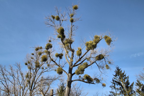 Mistelbaum