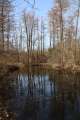 Waldteich