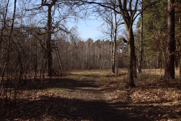 Waldweg