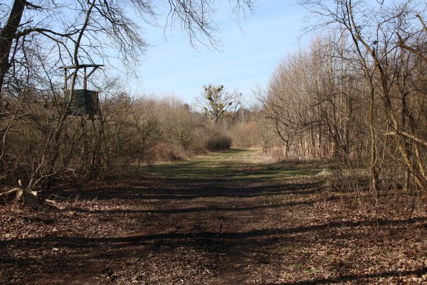 Waldweg